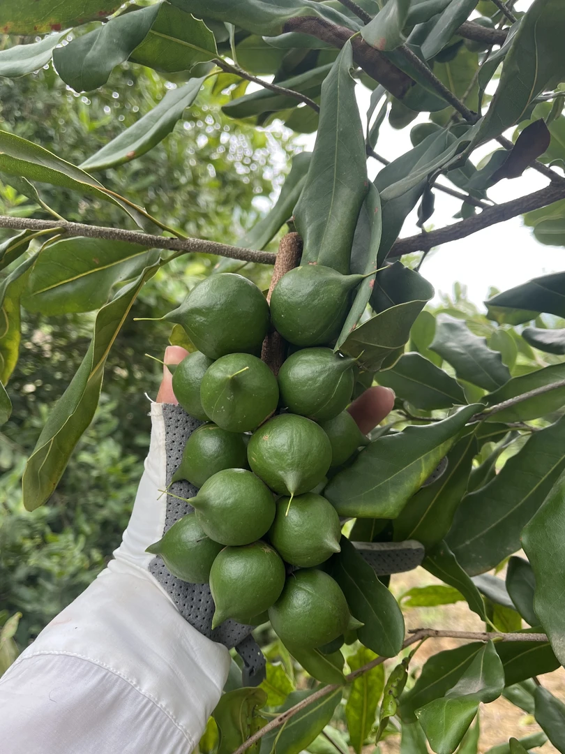 2025年云南新鲜夏威夷果大颗粒现摘助农抖音现发孕妇儿童零食采摘