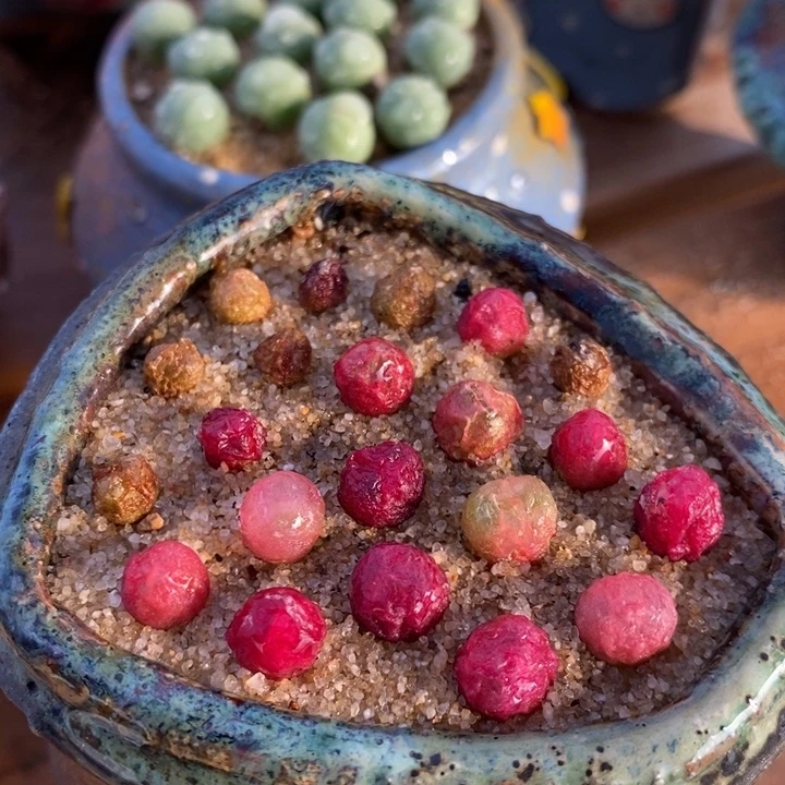 小吕毛3颗一组一组