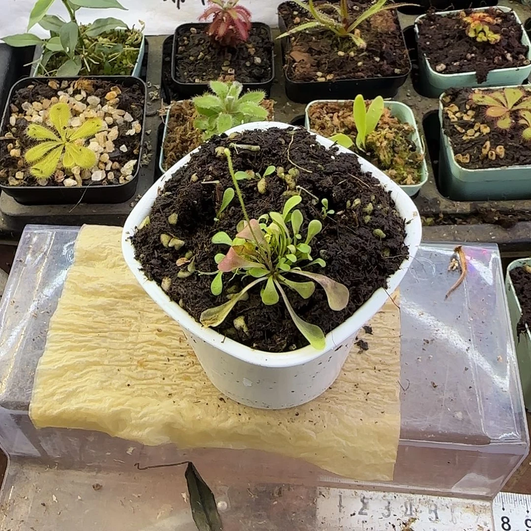 完全开放矮螺旋狸藻