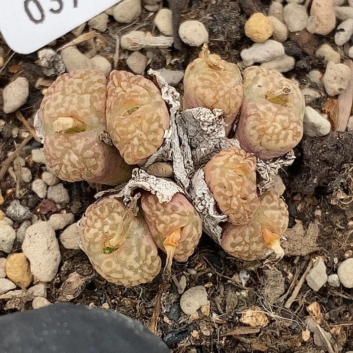 桃喜花园0305-53勋章