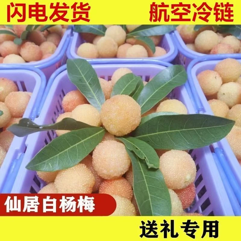 仙居杨梅之仙居白杨梅现摘现发孕妇水果冷链空运包邮
