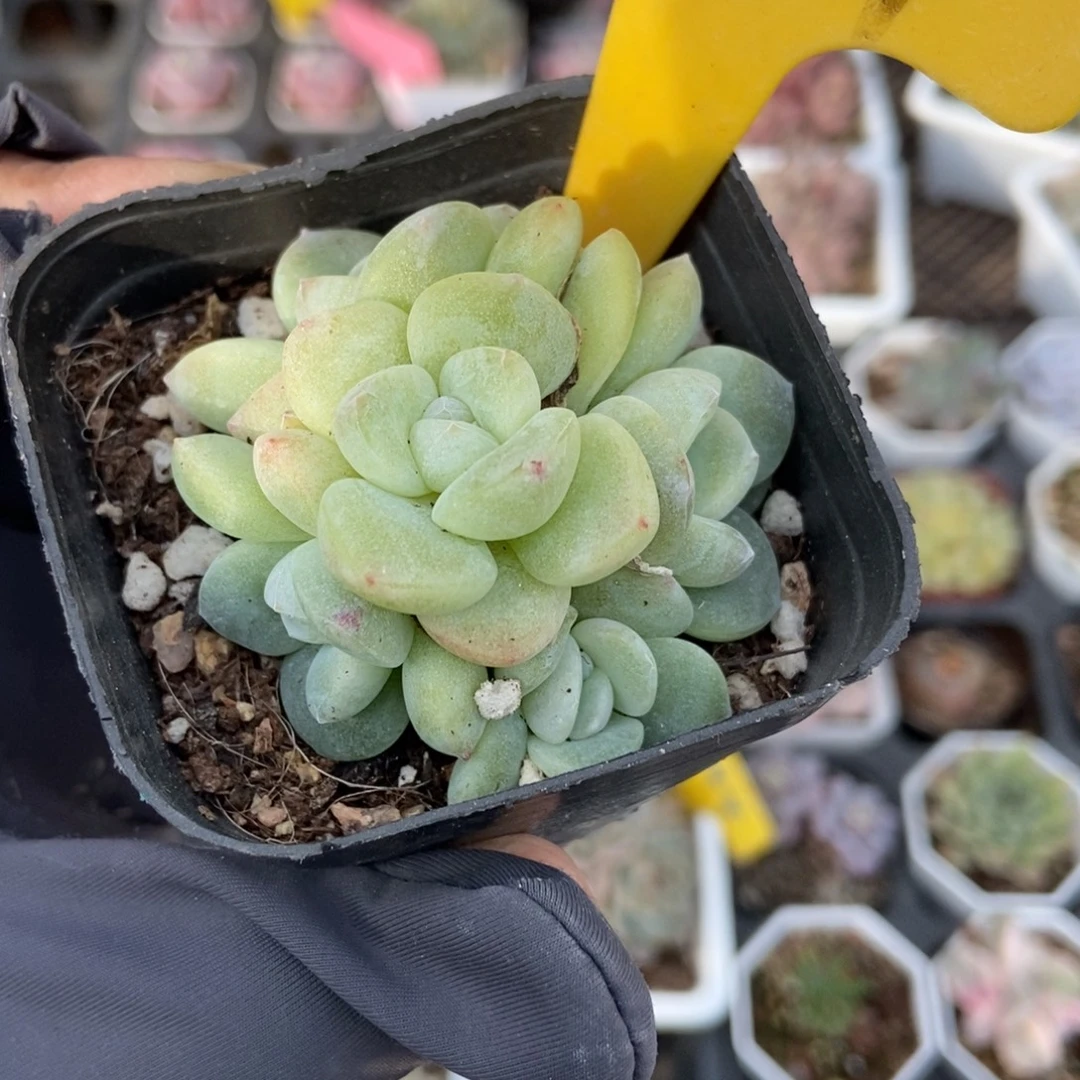 1937冰玉多肉植物