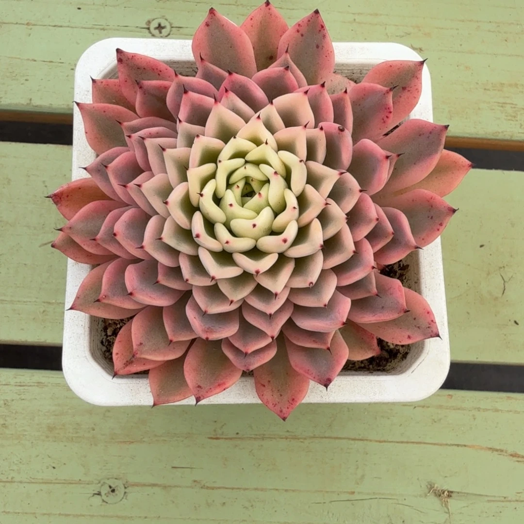 吉尔巴玫瑰锦锦上园艺一物一拍
