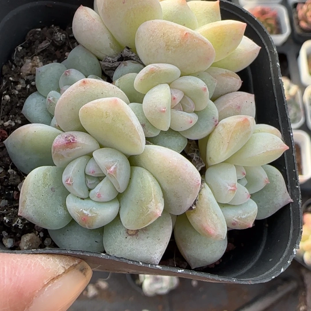 小卡拉米糖心一物一拍不包整