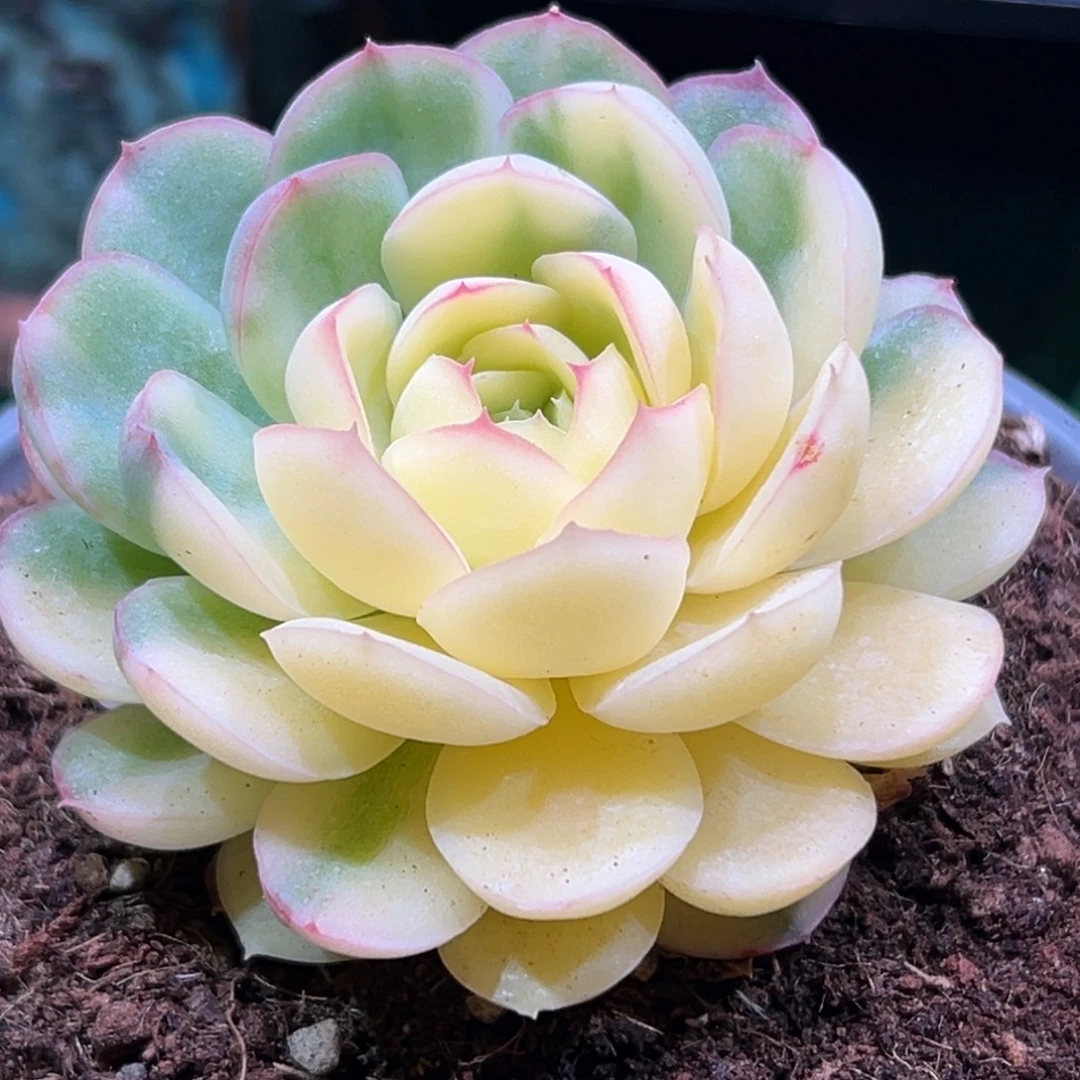 草莓冰锦，一物一拍。