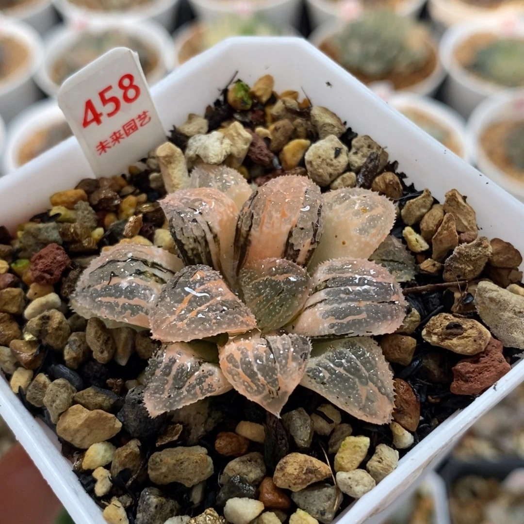 458具味城寿锦一物一图
