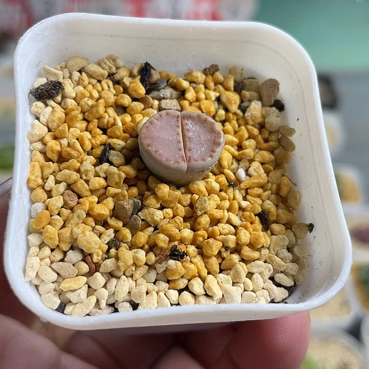 佳人园艺多肉生石花饼干598