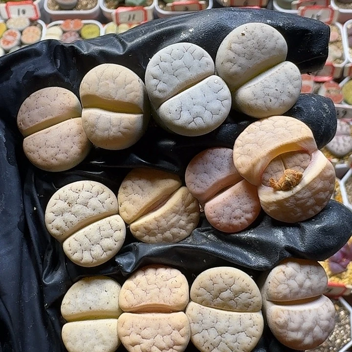 生石花11111。  无售后。   191