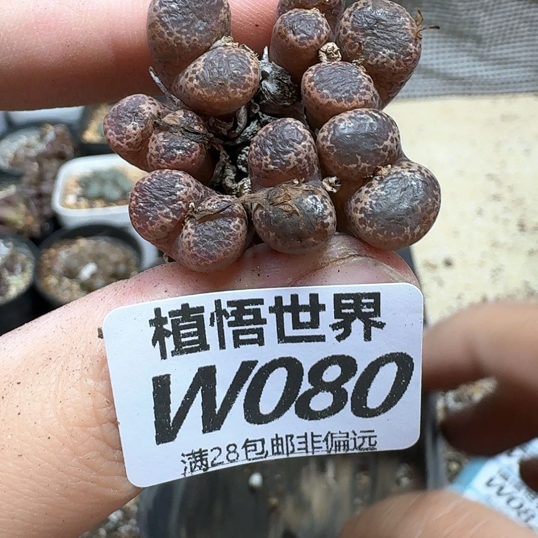多肉植物的润泽fv