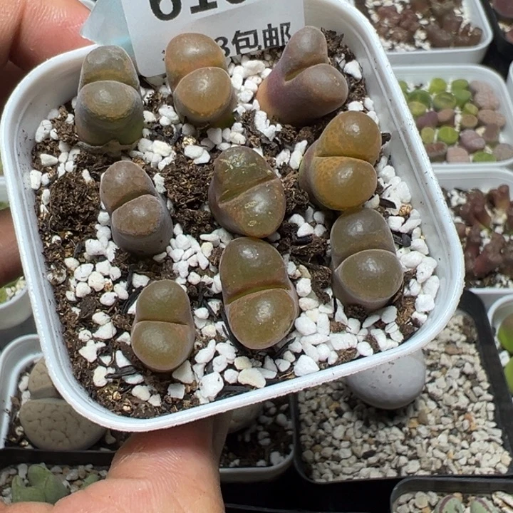 【闪购商品】 610。