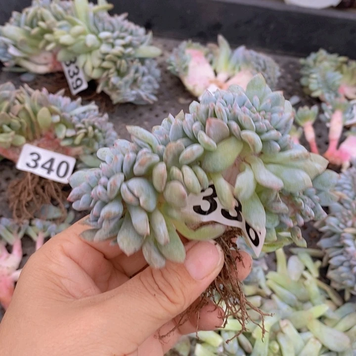 美****336号多肉植物111111瑕疵