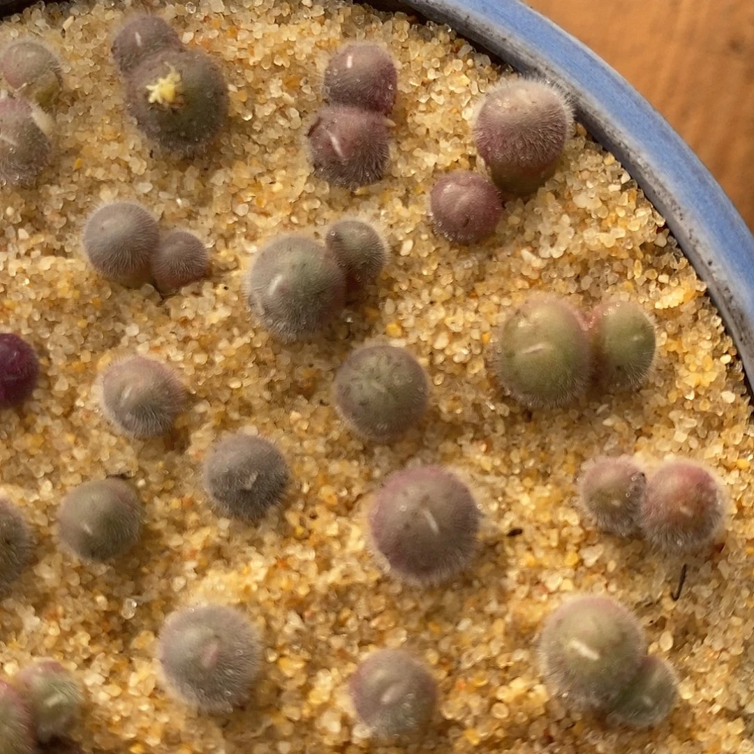 双头史蒂芬尼毛球一颗。