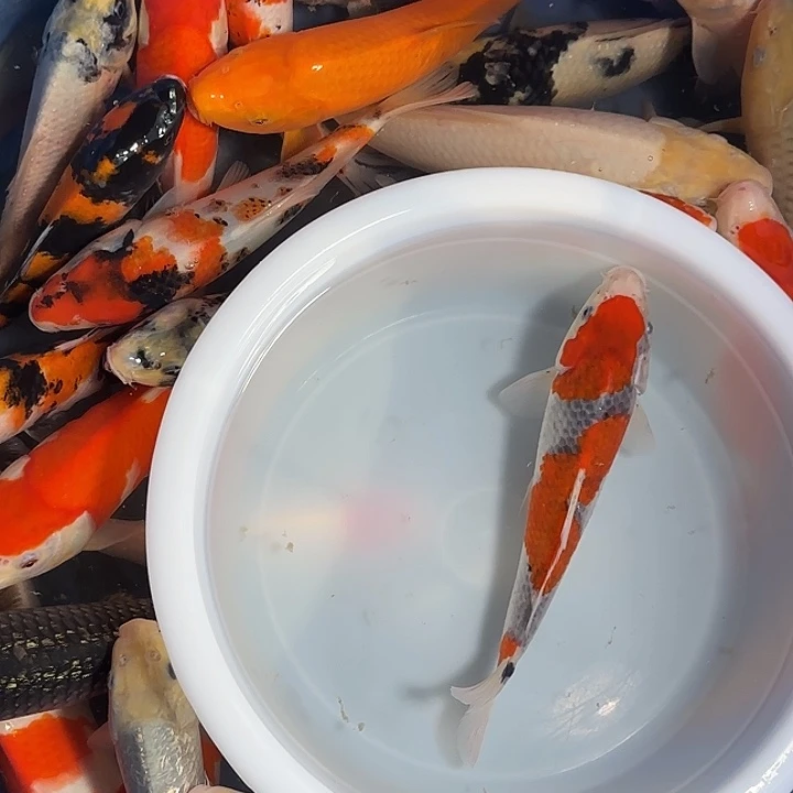 a***樂海水鱼五色锦鲤鱼