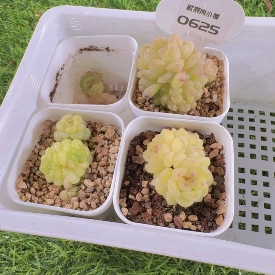 芒***朵多肉植物杂交一筐0625