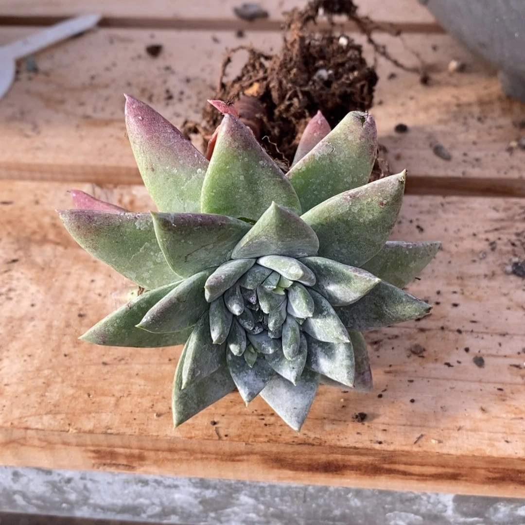 白雪潜力股，冰是睡着的水