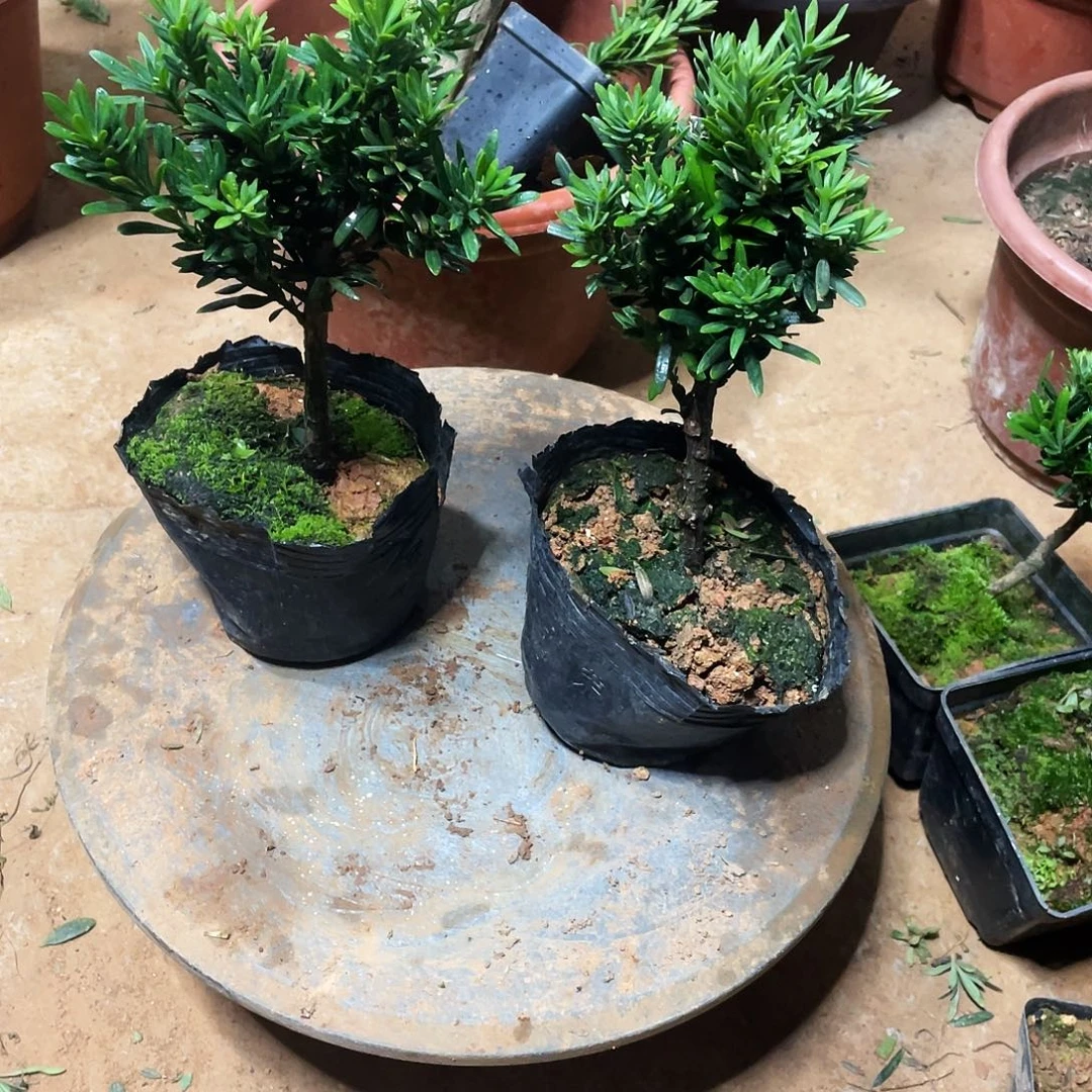 情***爱无花朵罗汉松盆景罗汉松