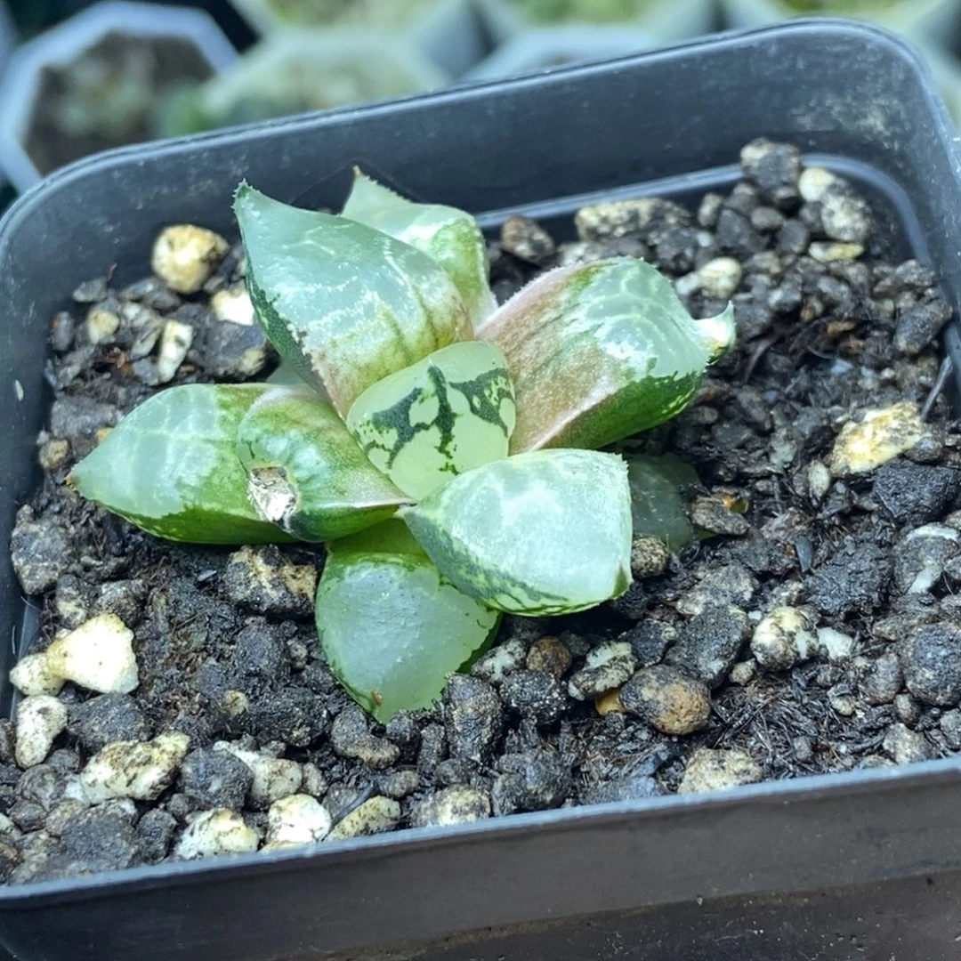 冰皇寿一物一拍的