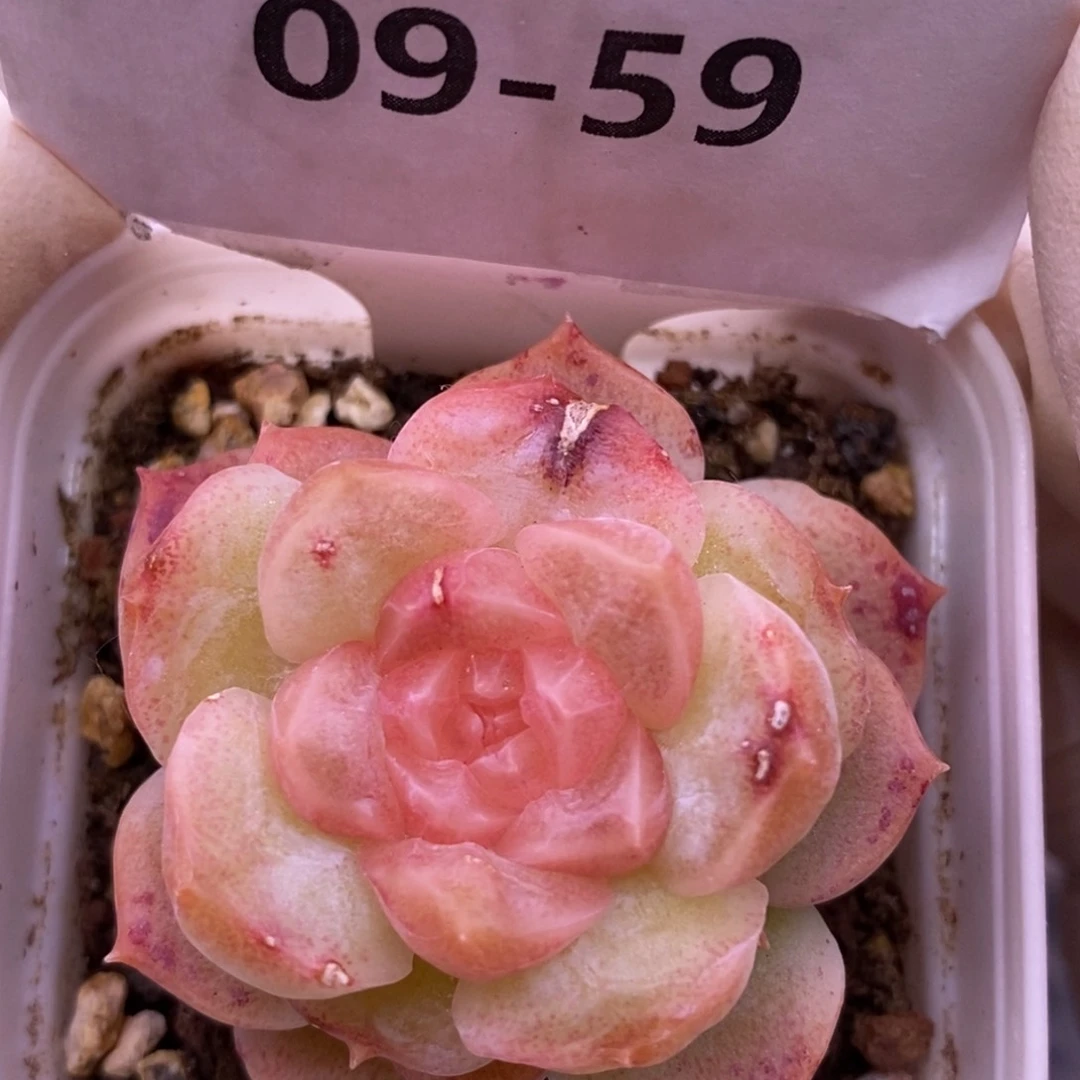 【闪购商品】09-59梦幻泡影