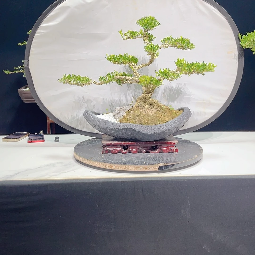 当前无花栽培后可以开花