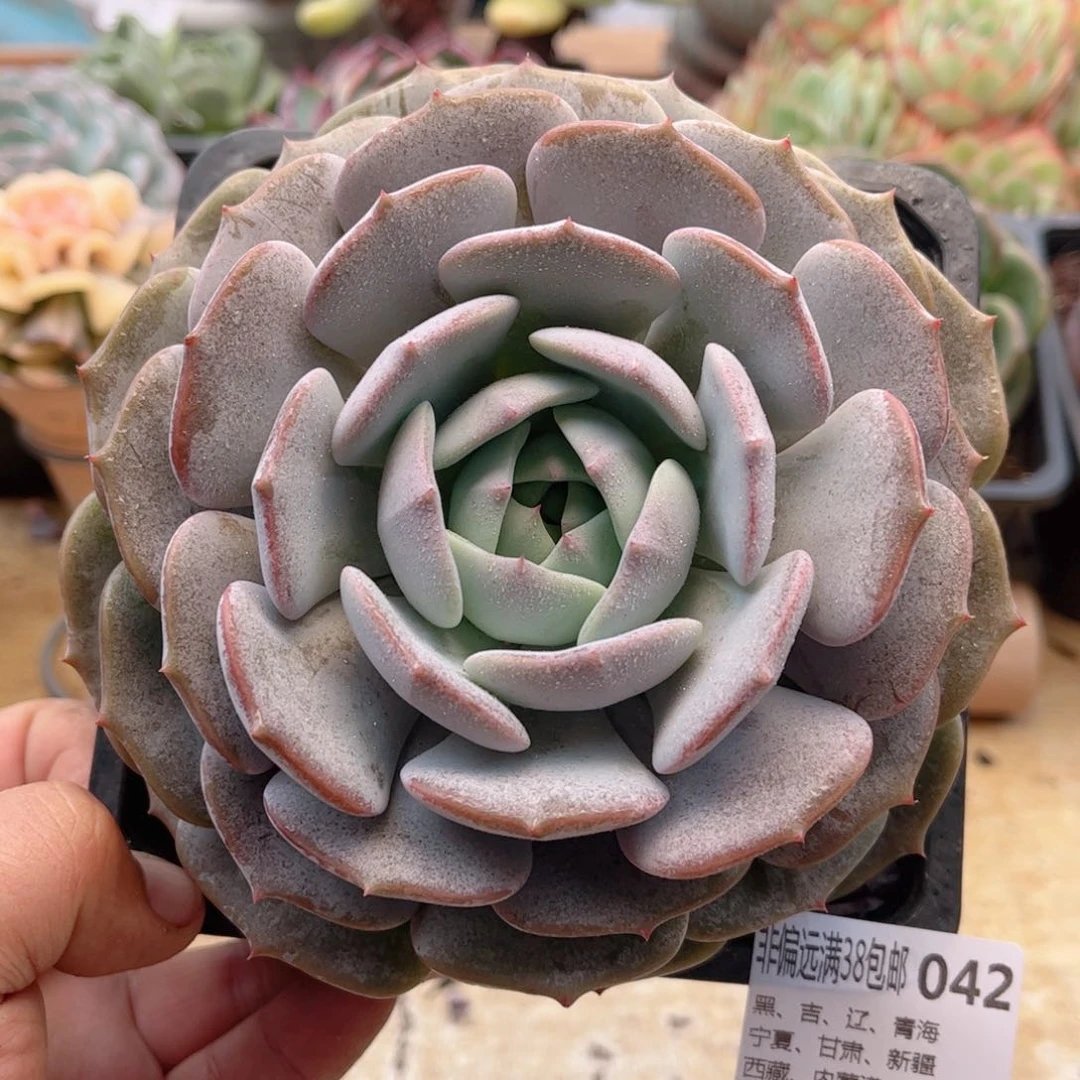 042新品大单头德华多肉