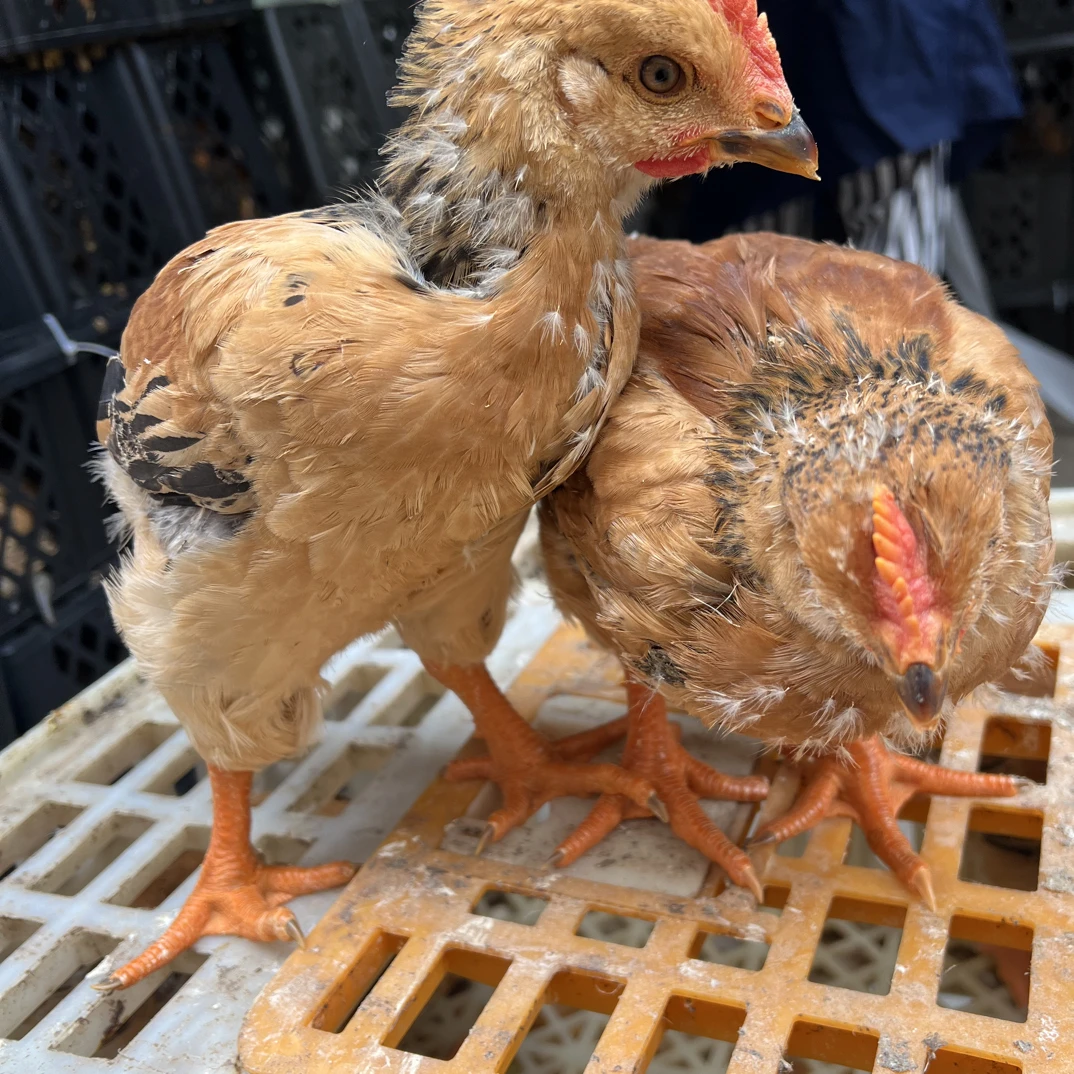 云南农禽宠物鸡901大阉鸡九斤红大阉鸡顺丰包邮