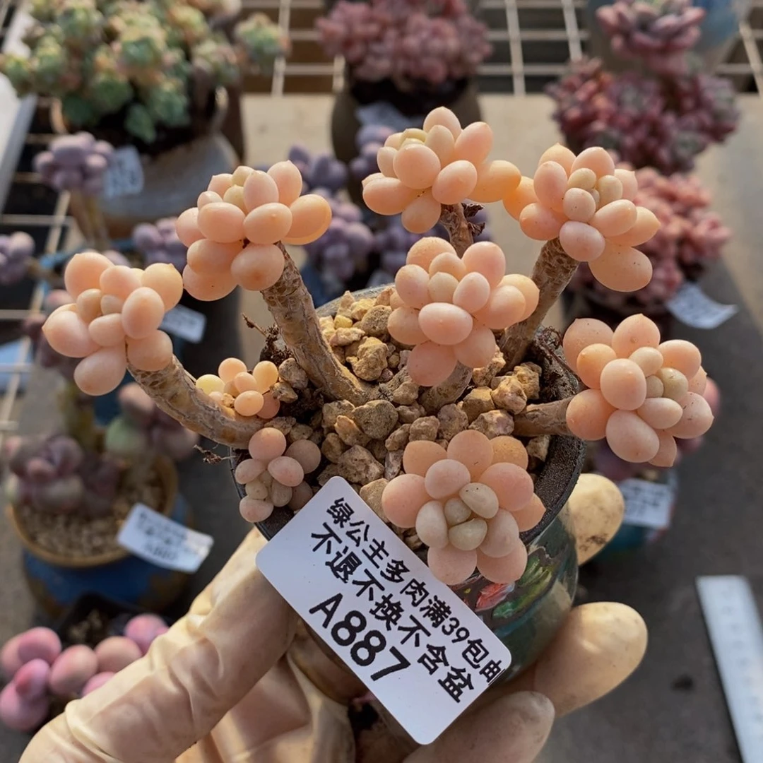 鱼子酱887/7cn有砍