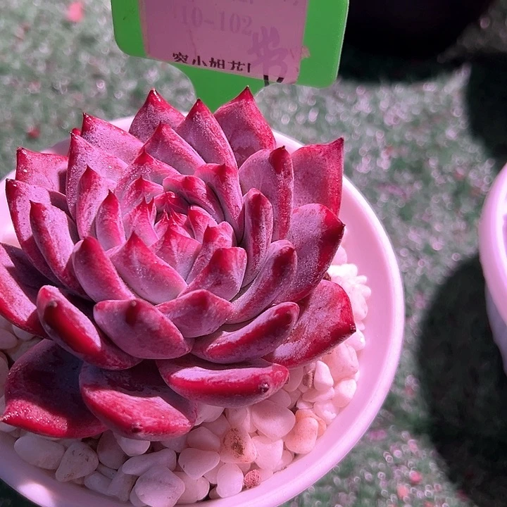 菠*包15.105黑天鹅带盆