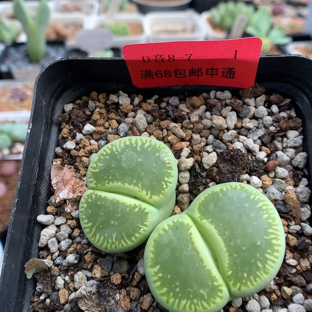 8-7-1 绿光阳一颗