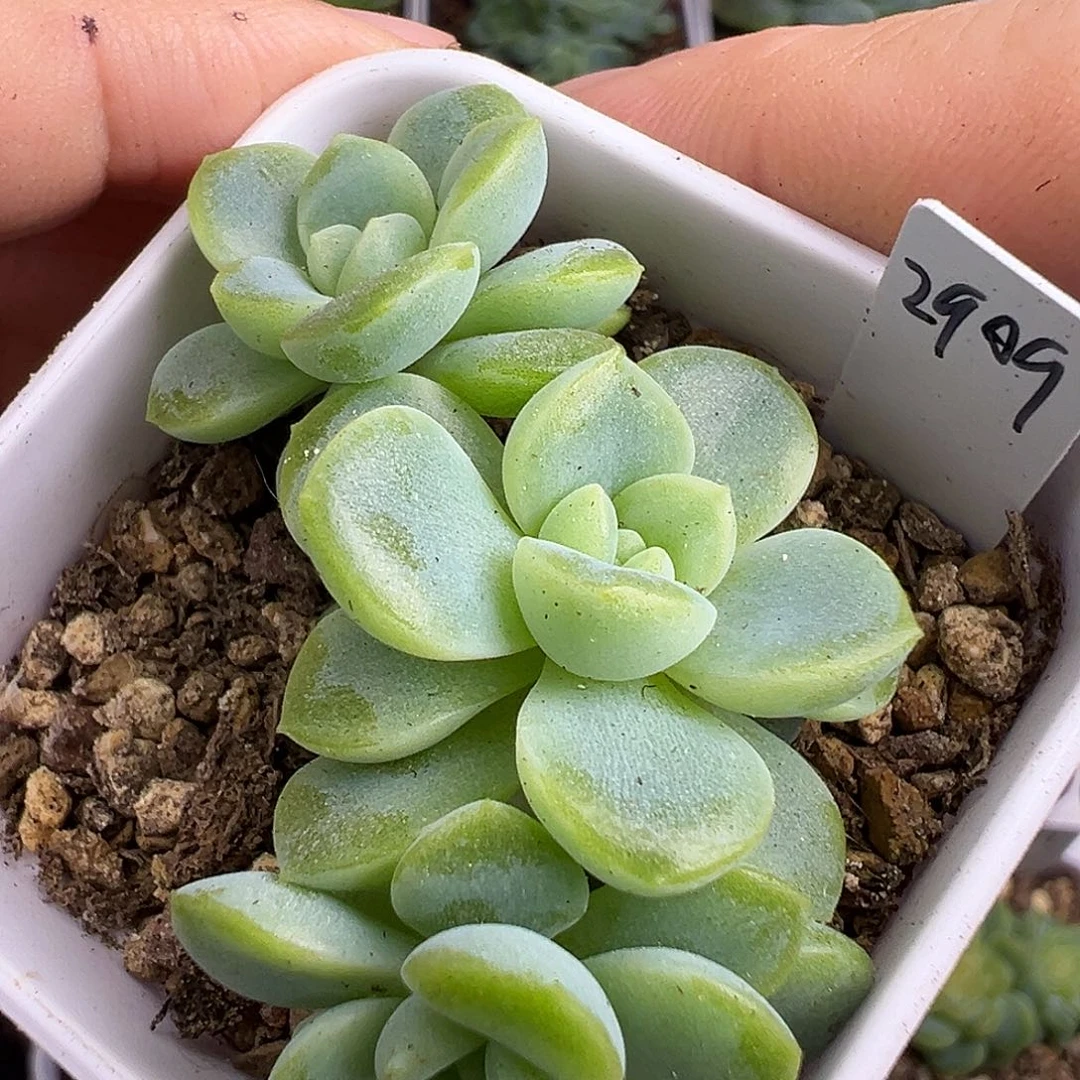 2909甜心。福利。