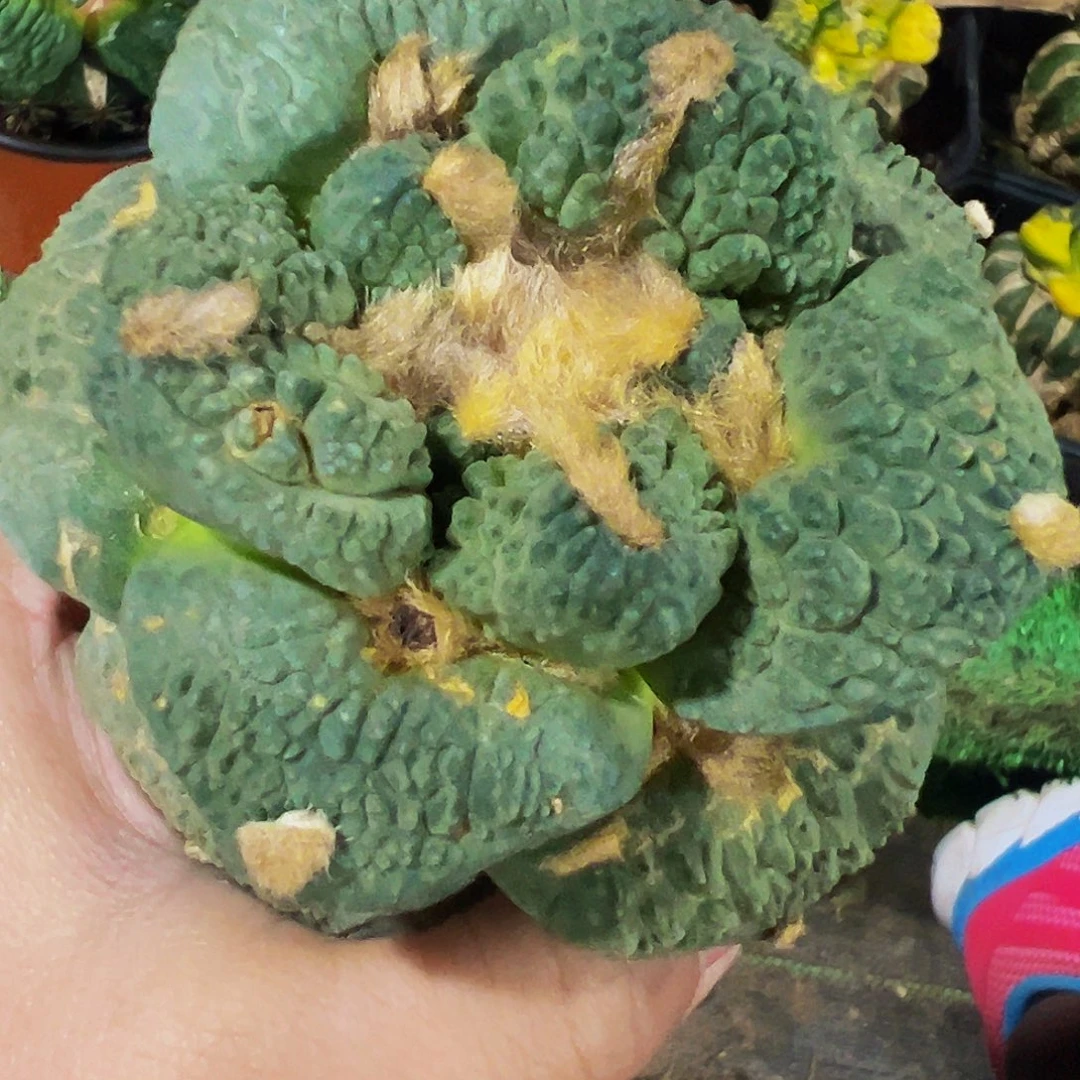 无花朵翘尤龟甲牡丹796