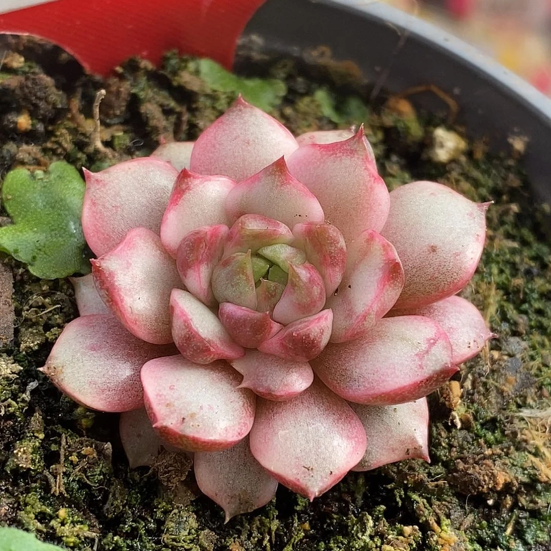 521血燕哈哈哈哈哈哈