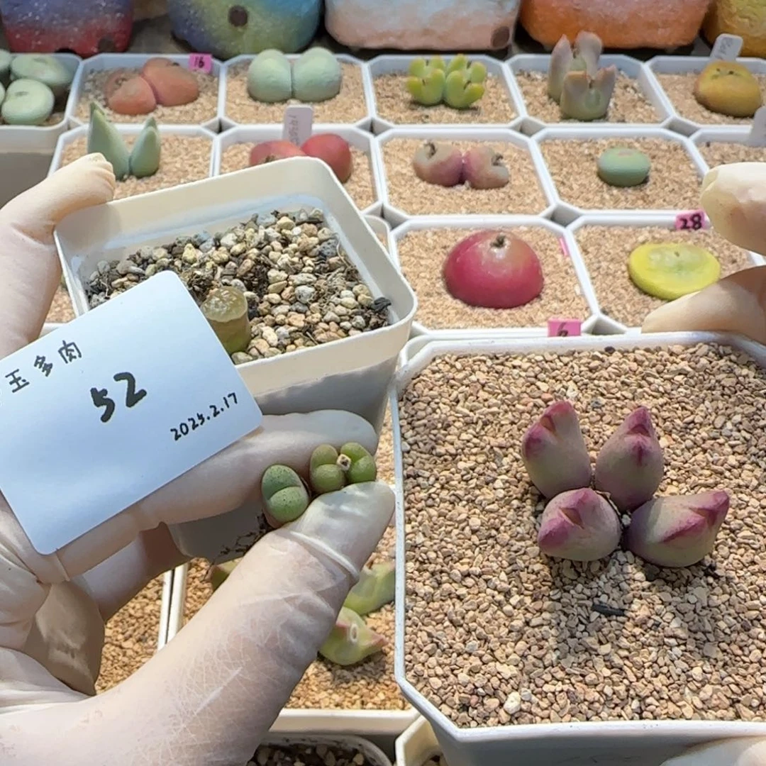 不**了多肉多肉多肉2.17-052