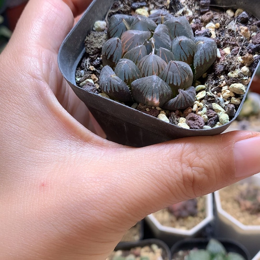 酱***麦龙爪玉露god艾特一下txu