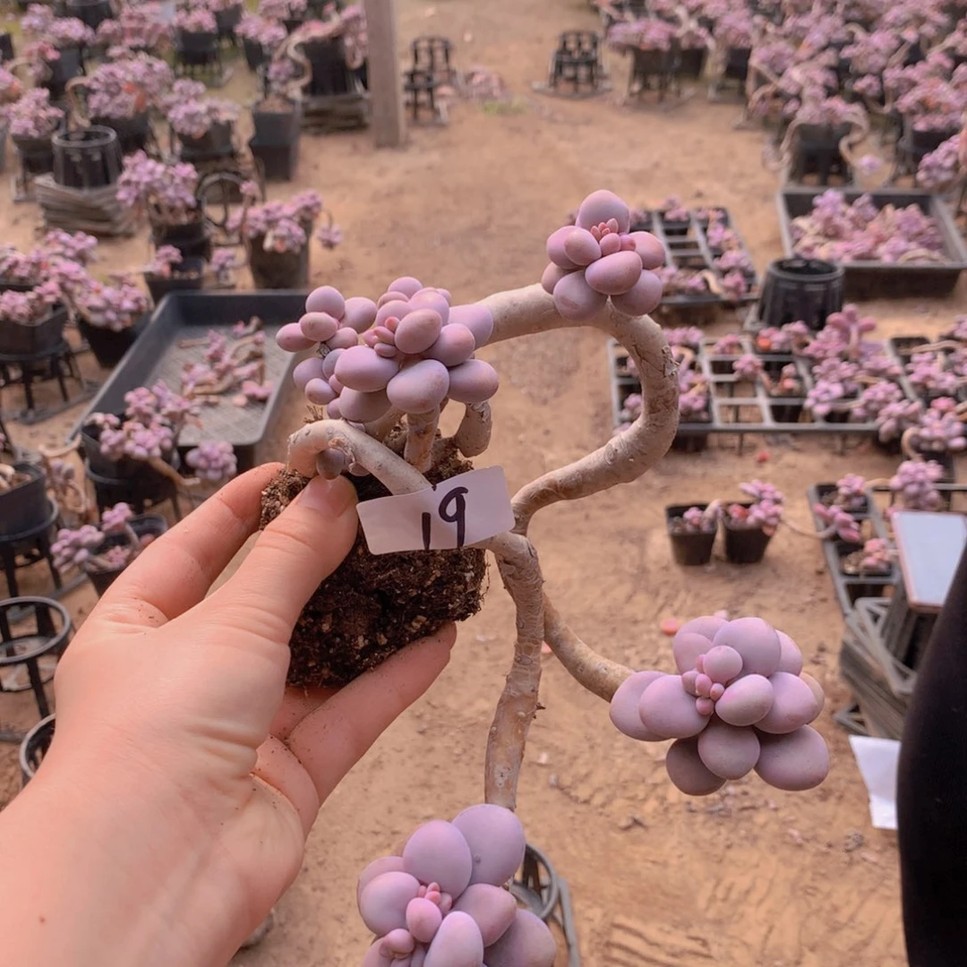 桃蛋老桩一物一拍19号一处瑕疵