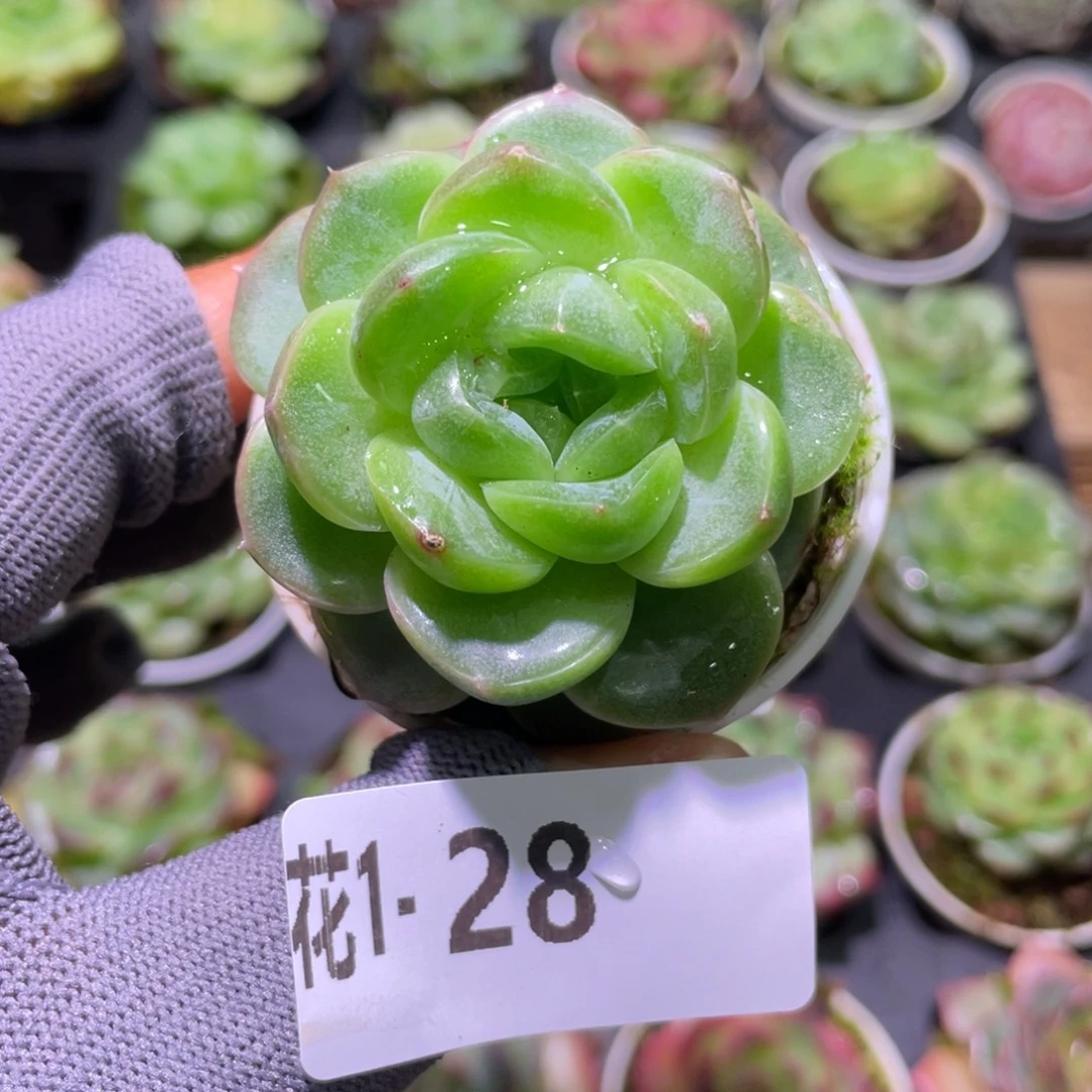 花利美 1-28珍妮