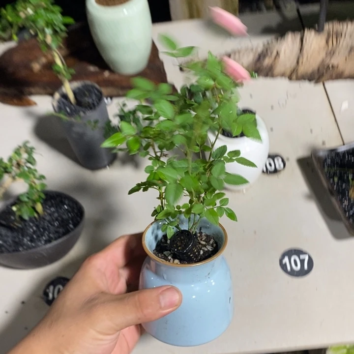 玖***龍完全开放退款拉黑一物一拍48