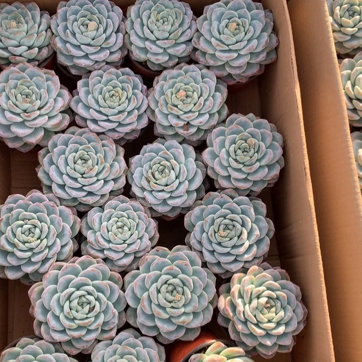 超大母本单头暗纹冰玉两单包邮