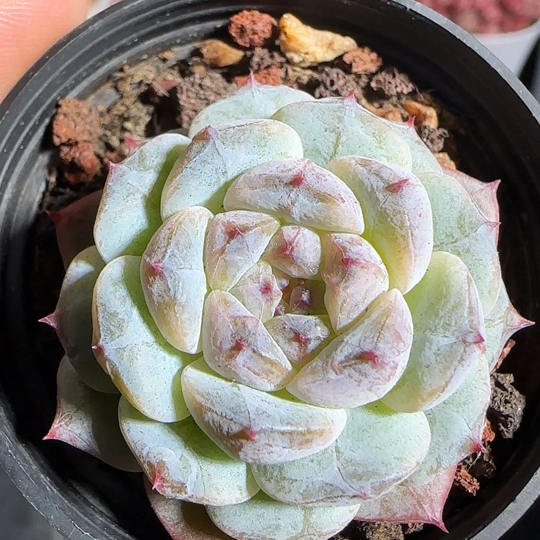 多肉1218-20福利福利