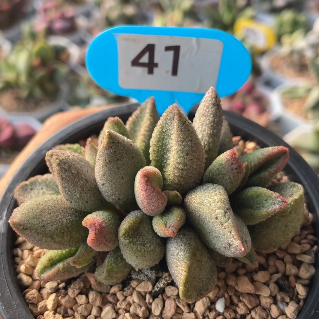 a**砹     粉酱。