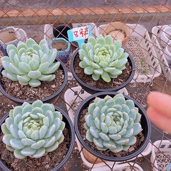 8雪花珍妮2个带盆