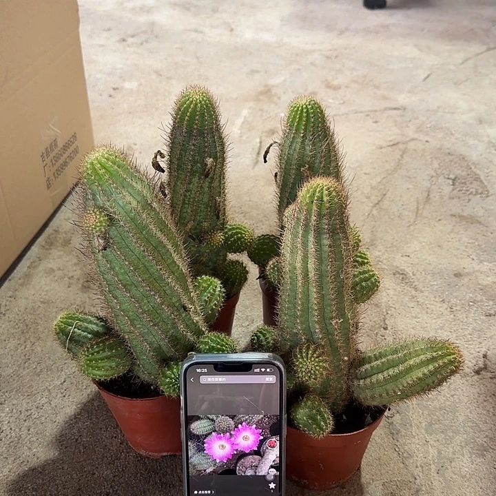 苏珊娜白檀111111111