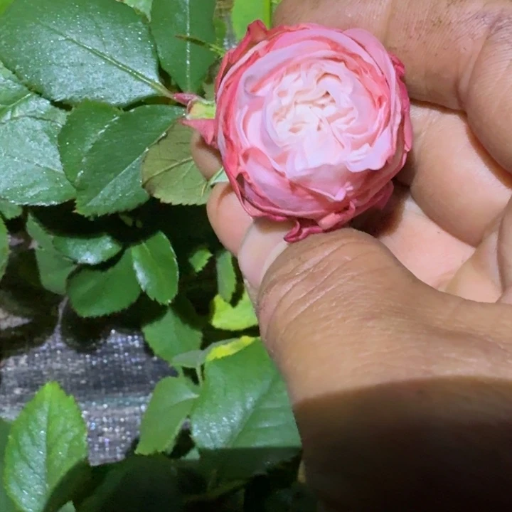 无花朵巴姆女士小苗