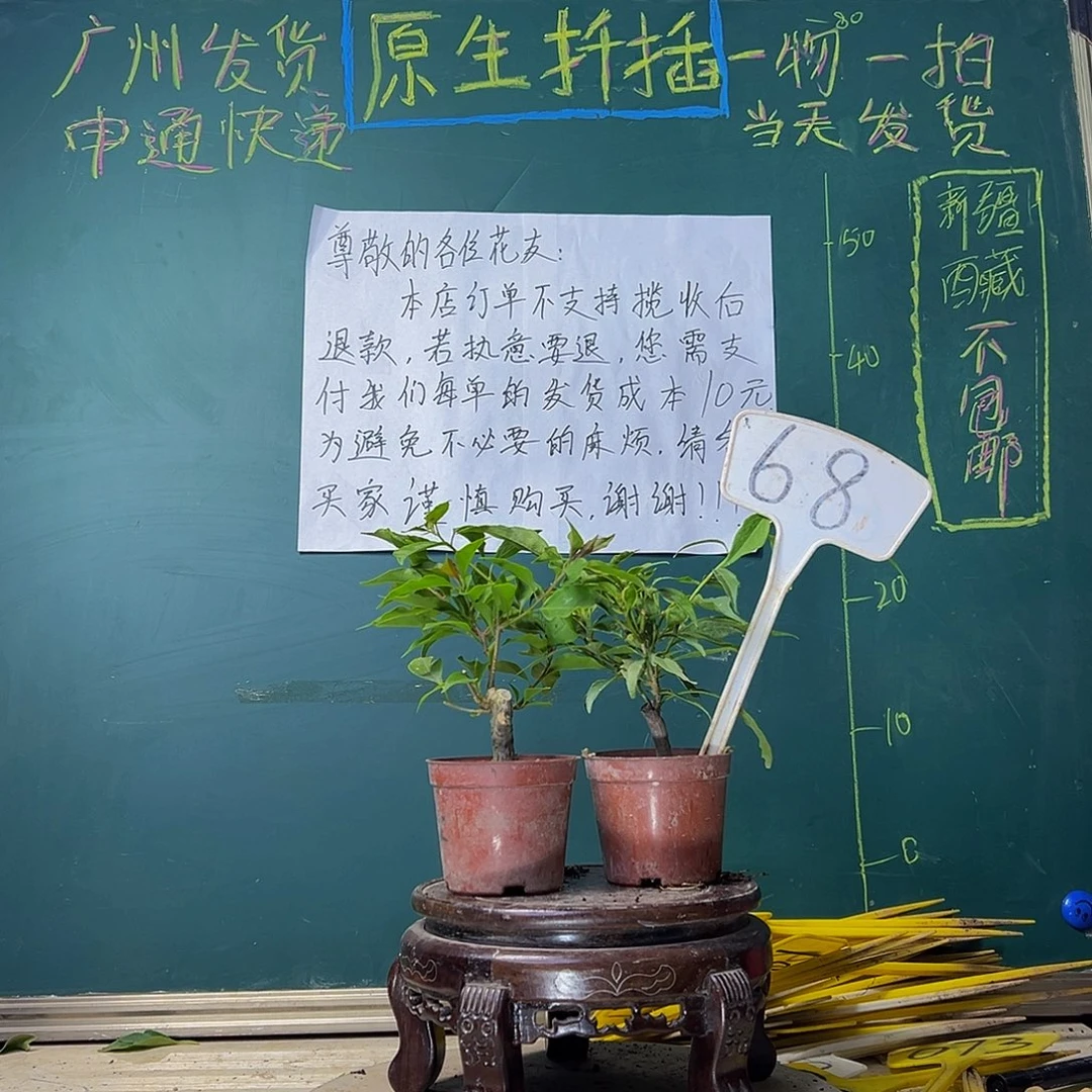 当前无花栽培后可以开花热火桑巴掌中宝 红蝶掌中宝68