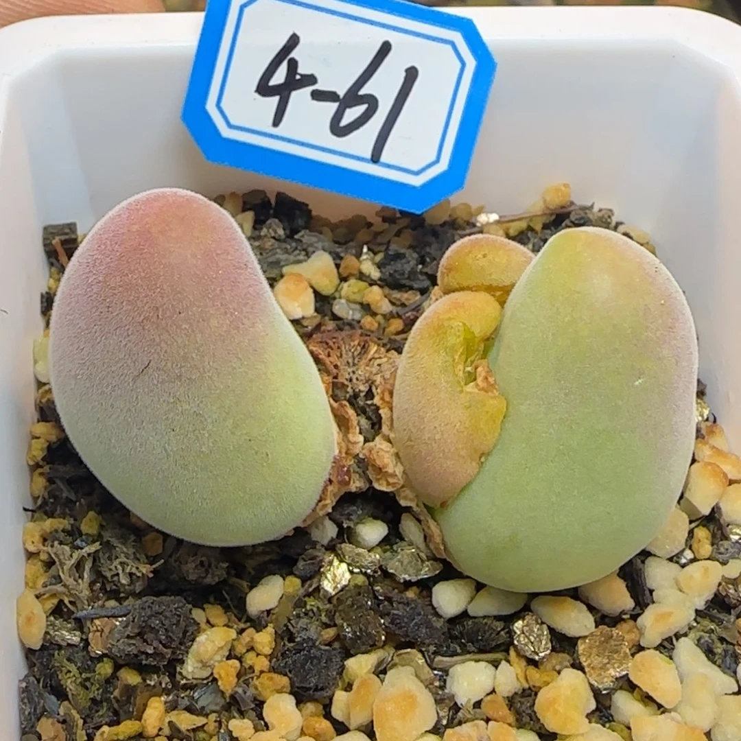 薄****带盆土发货。