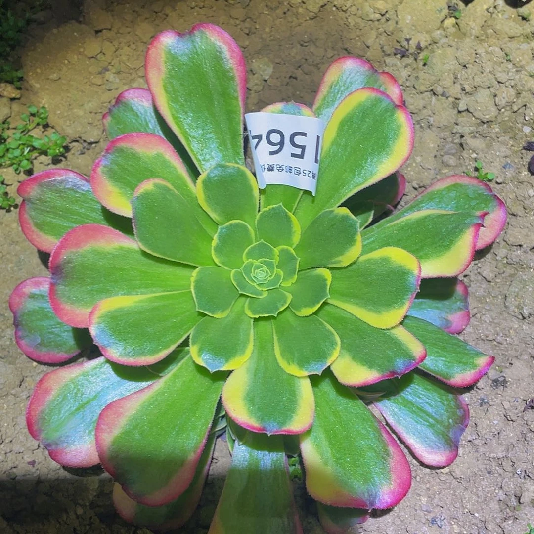 1564特斯拉多肉植物