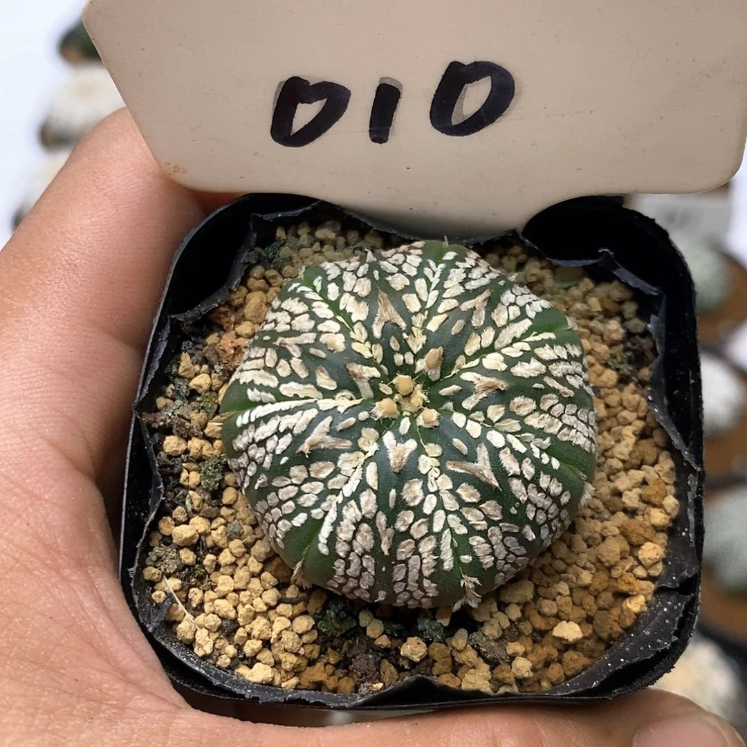 010福利特价来了特价咯