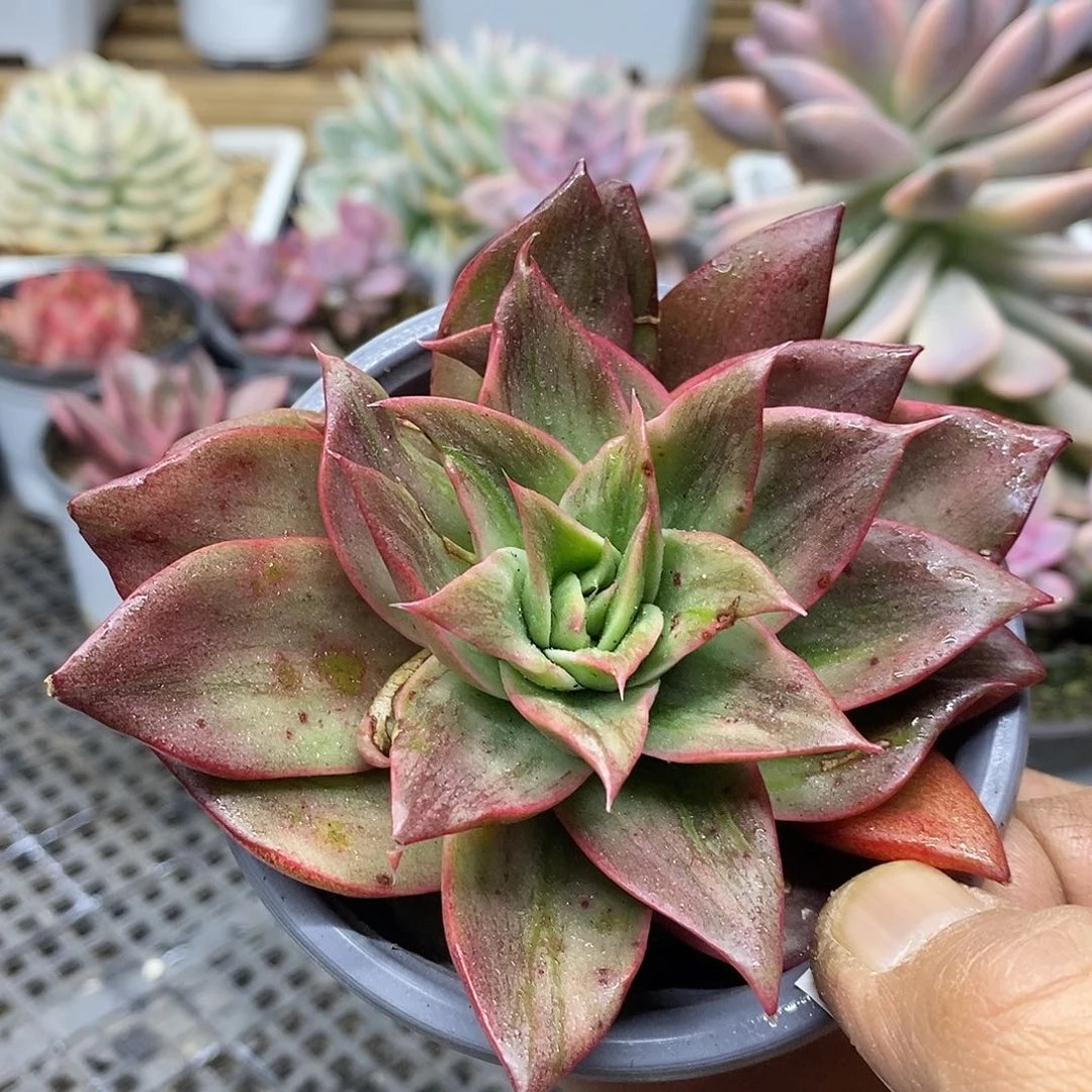 星****?2022 雷奥帕德锦变异 需延时发货