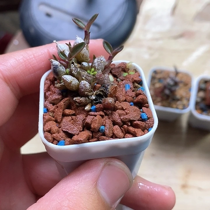 无花朵子*米铁111111111111