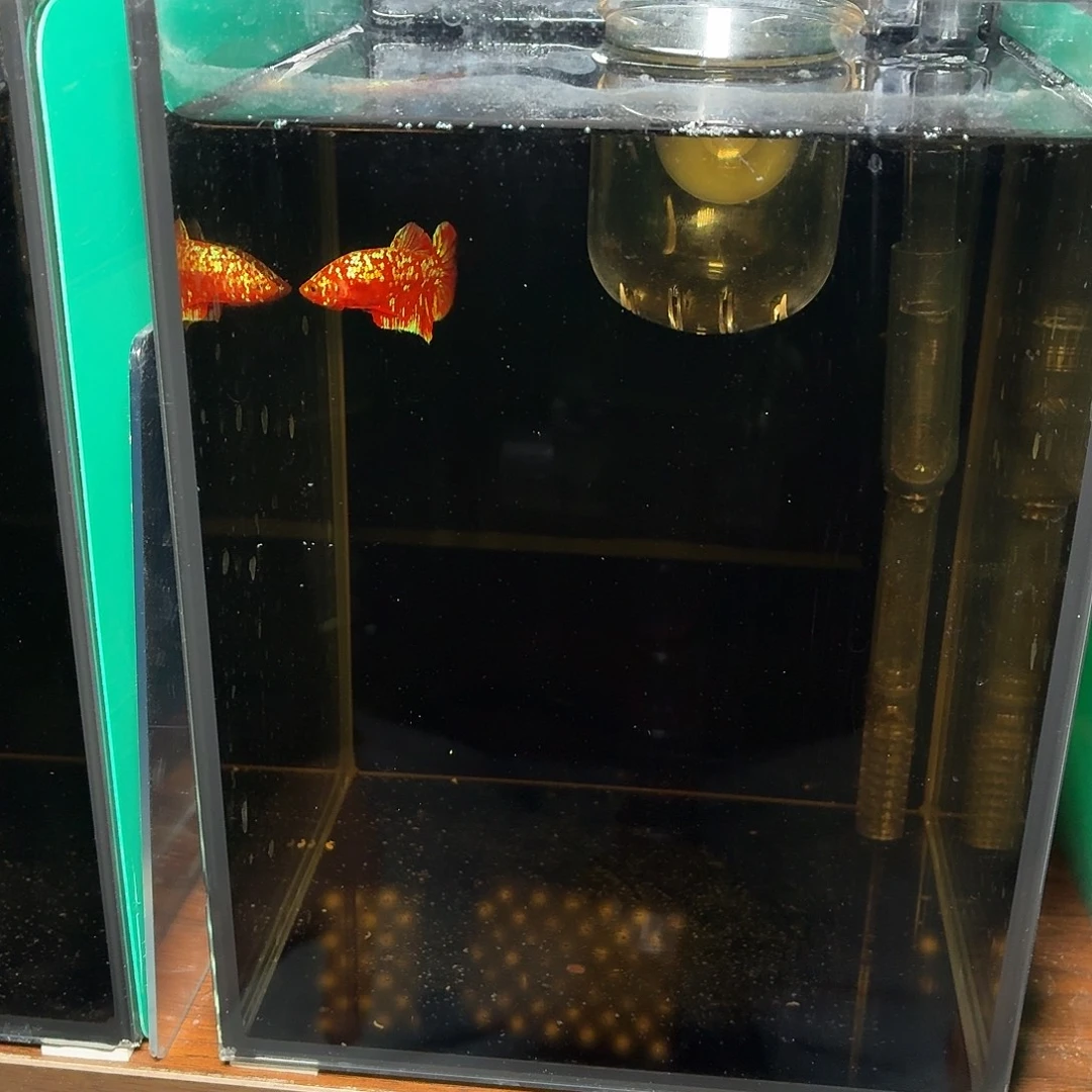 斗鱼彩金将军公鱼