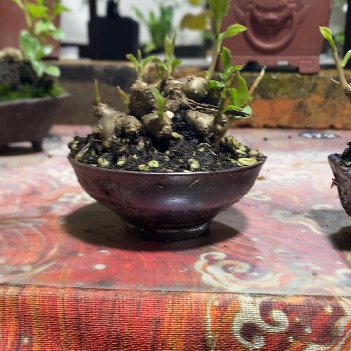 丸***里无花朵退款拉黑拉黑60